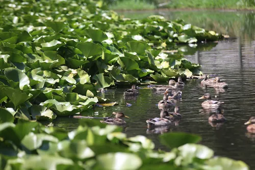 BİGA - NİLÜFER GÖLÜ - Fotoğraf 1