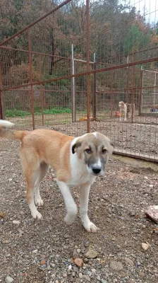 Minik Dostlarımız Yeni Yuvalarını Bekliyor! - Fotoğraf 1