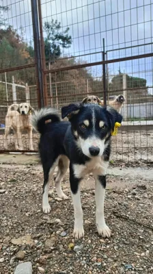 Minik Dostlarımız Yeni Yuvalarını Bekliyor! - Fotoğraf 2