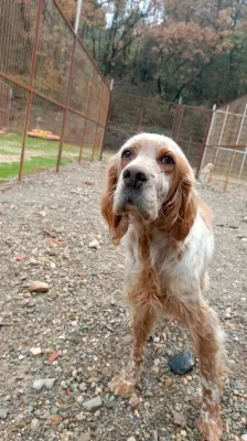 Minik Dostlarımız Yeni Yuvalarını Bekliyor! - Fotoğraf 5