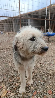 Minik Dostlarımız Yeni Yuvalarını Bekliyor! - Fotoğraf 4