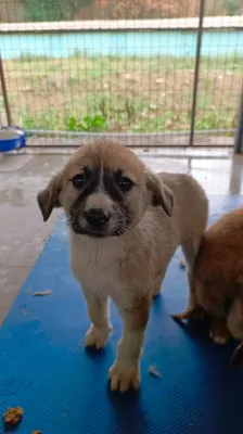 Minik Dostlarımız Yeni Yuvalarını Bekliyor!